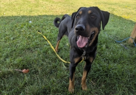 Mixed Breed