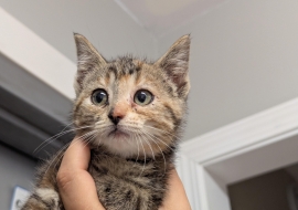 Domestic Short Hair