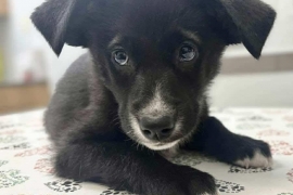 Black Labrador Retriever