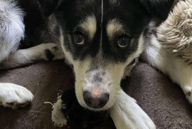 Husky