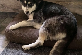 Husky