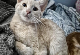 Domestic Short Hair