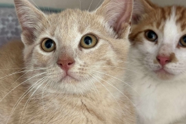 Domestic Short Hair