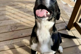 Australian Cattle Dog / Blue Heeler