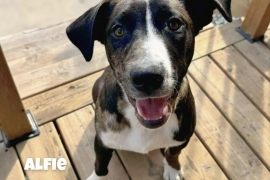 Australian Cattle Dog / Blue Heeler