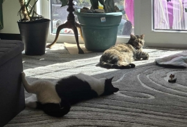 Tuxedo
