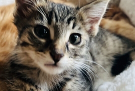 Domestic Short Hair