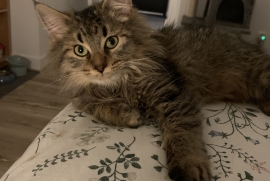 Domestic Medium Hair