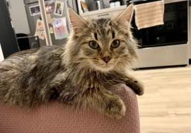 Domestic Medium Hair