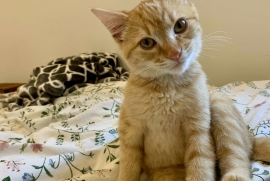 Domestic Short Hair