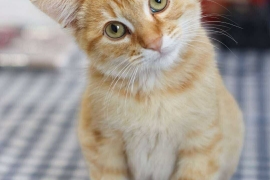 Domestic Short Hair