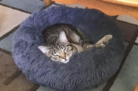 Domestic Short Hair