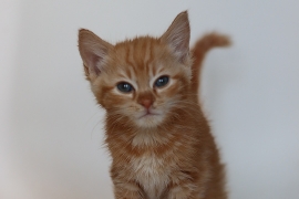 Domestic Short Hair