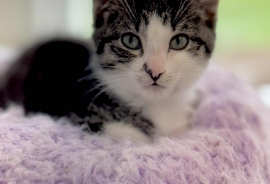 Domestic Short Hair
