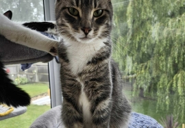 Domestic Short Hair
