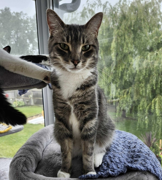 Domestic Short Hair