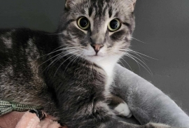 Domestic Short Hair