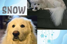 Great Pyrenees