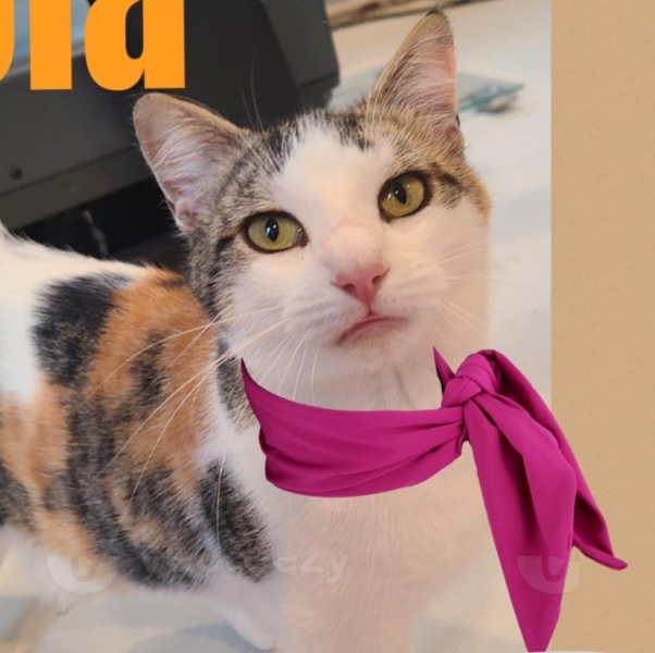 Domestic Short Hair