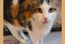 Domestic Short Hair