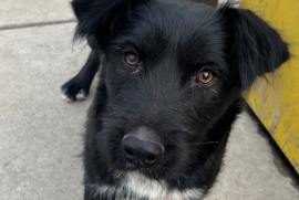 Terrier