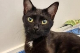 Domestic Short Hair
