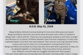 Domestic Short Hair