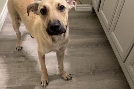 Black Mouth Cur