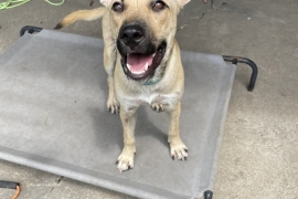 Black Mouth Cur