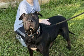 Shar-Pei