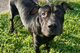 Shar-Pei