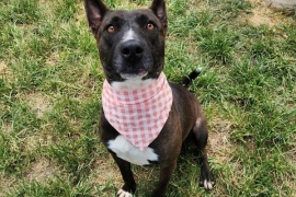 Pit Bull Terrier