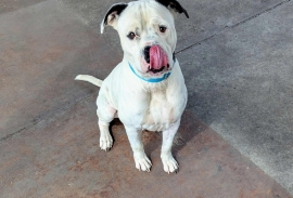 Pit Bull Terrier