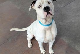 Pit Bull Terrier