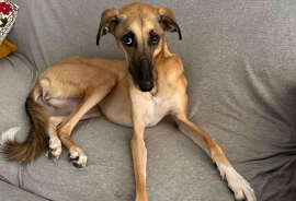 Saluki