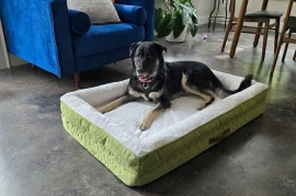 Anatolian Shepherd