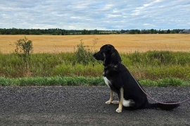 Anatolian Shepherd