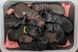 Portuguese Water Dogs