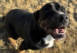 Rottweiler