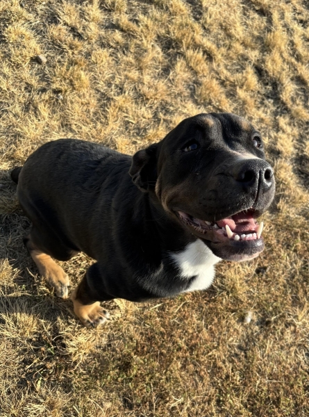 Rottweiler