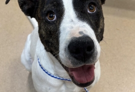 Pit Bull Terrier