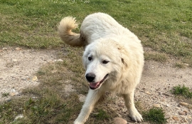 Great Pyrenees