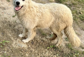 Great Pyrenees