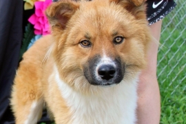 Australian Shepherd