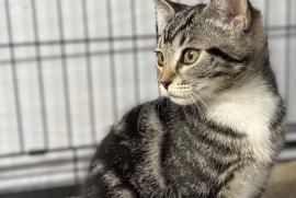 Domestic Short Hair Domestic Short Hair