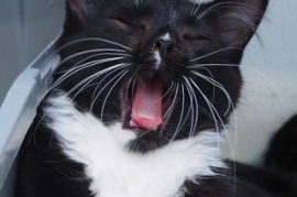 Domestic Medium Hair Domestic Medium Hair