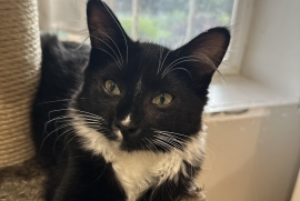 Domestic Medium Hair