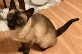 Siamese