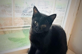 Domestic Short Hair Domestic Short Hair