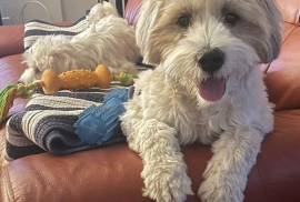 Maltese